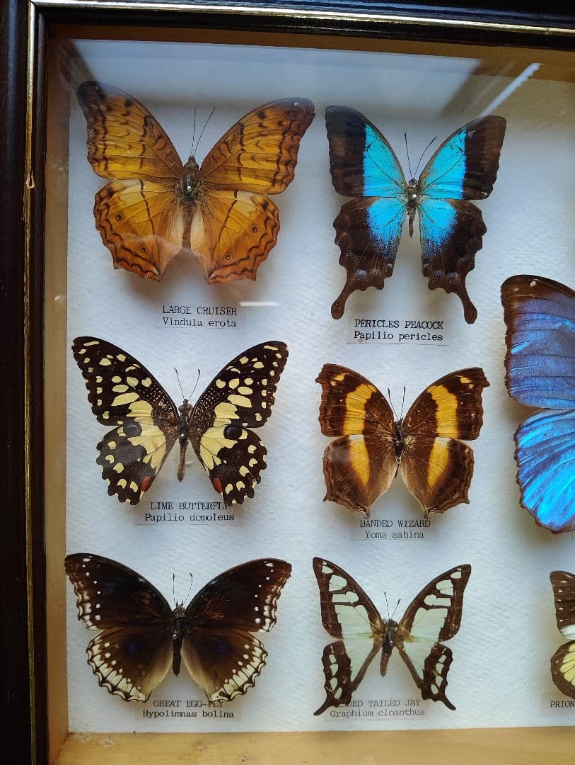 モルフォ 蝶 昆虫 標本 アート インテリア アンティーク 額装 額入り