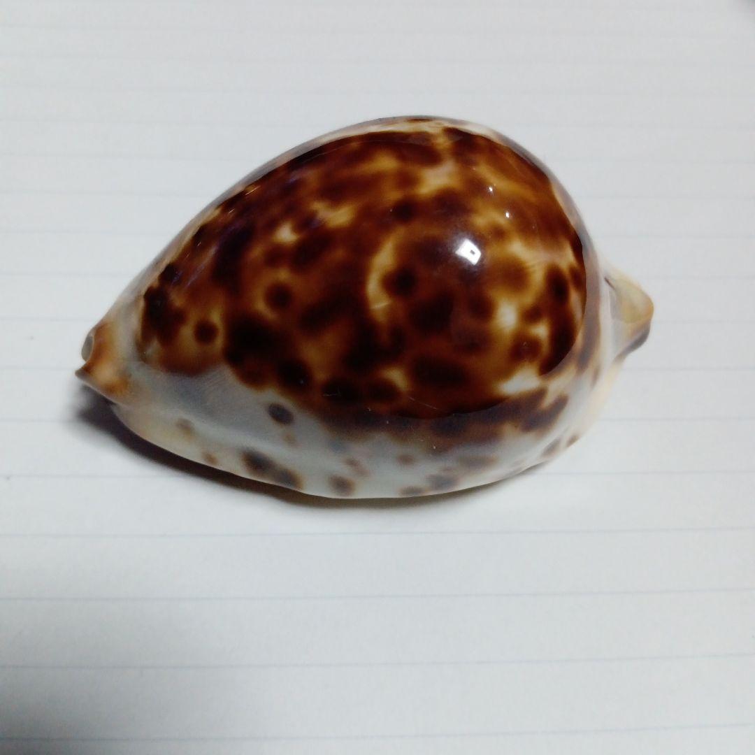 タカラガイ