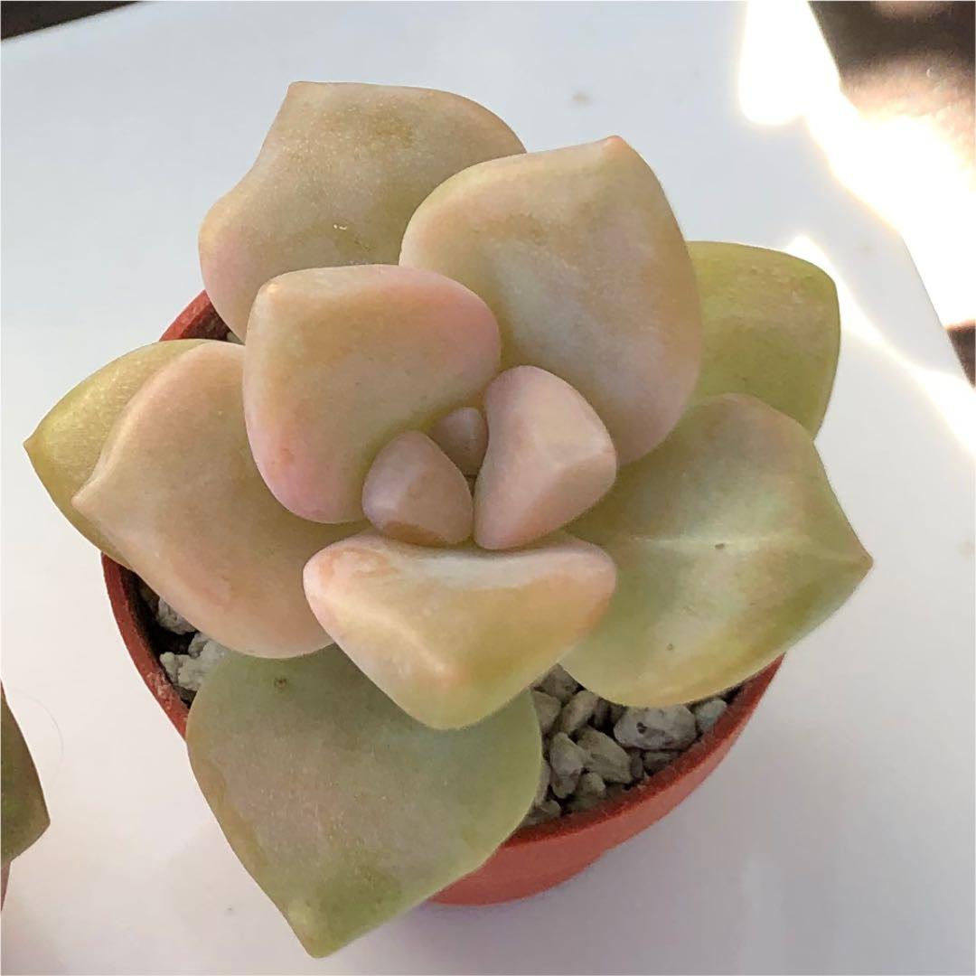 多肉植物^o^  ティテュバンス錦