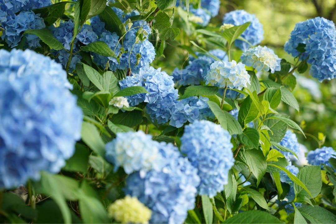 SIGMA247 F2.8DG DNArtEマウント