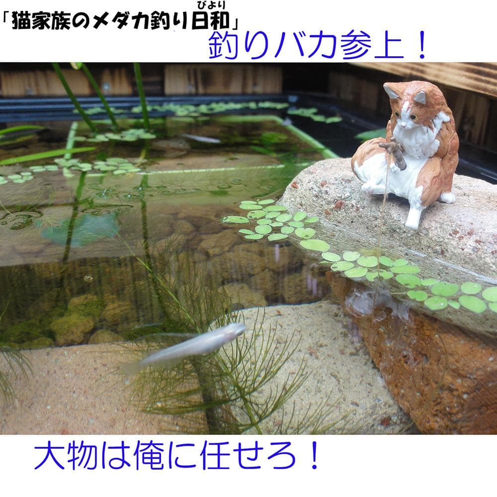 ビオトープ 60Ｌ　トロ舟＆木枠セット（フラット防鳥網付き）メダカ・金魚用