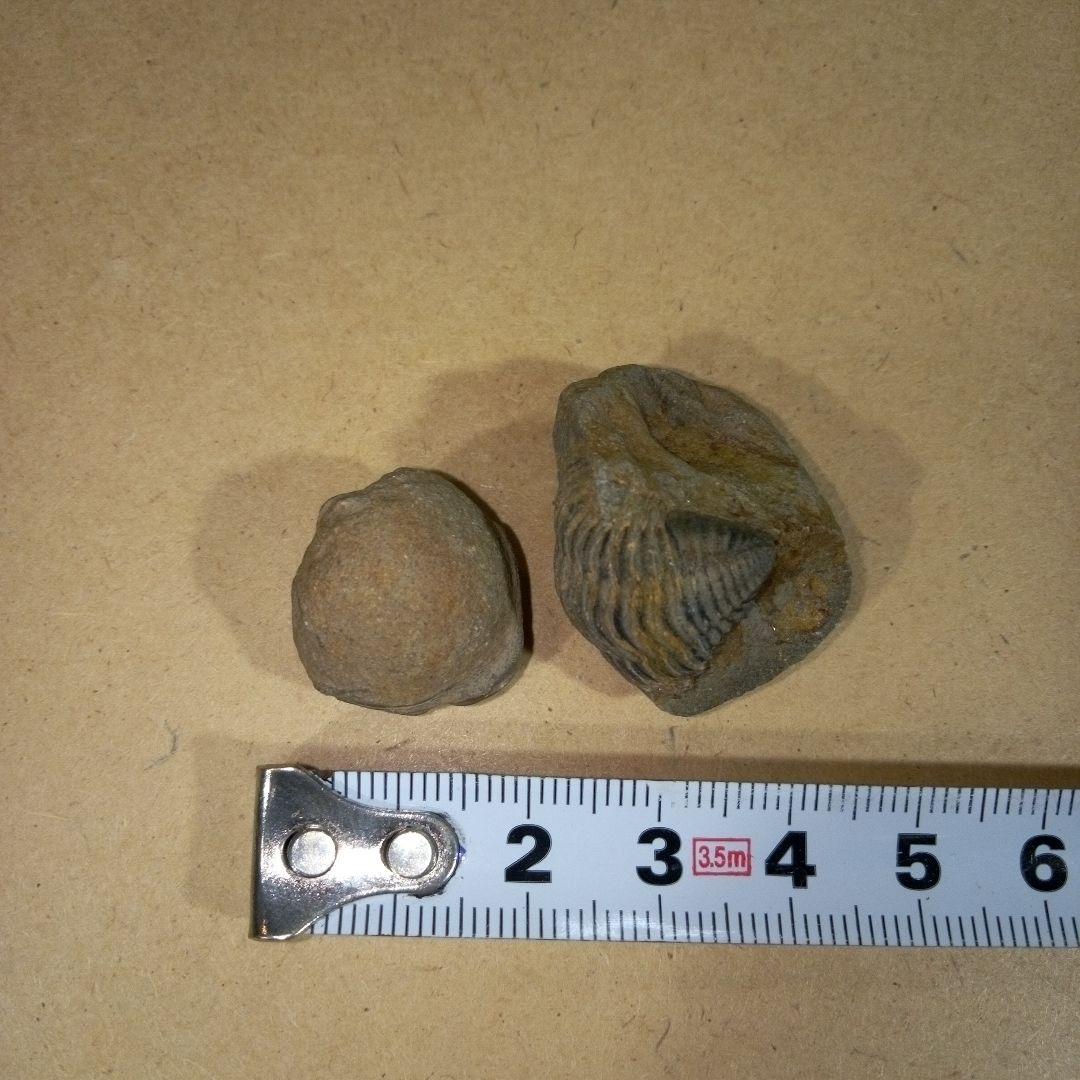 三葉虫　化石　fossil　ボリビア産　レア　Fossil判別⑥