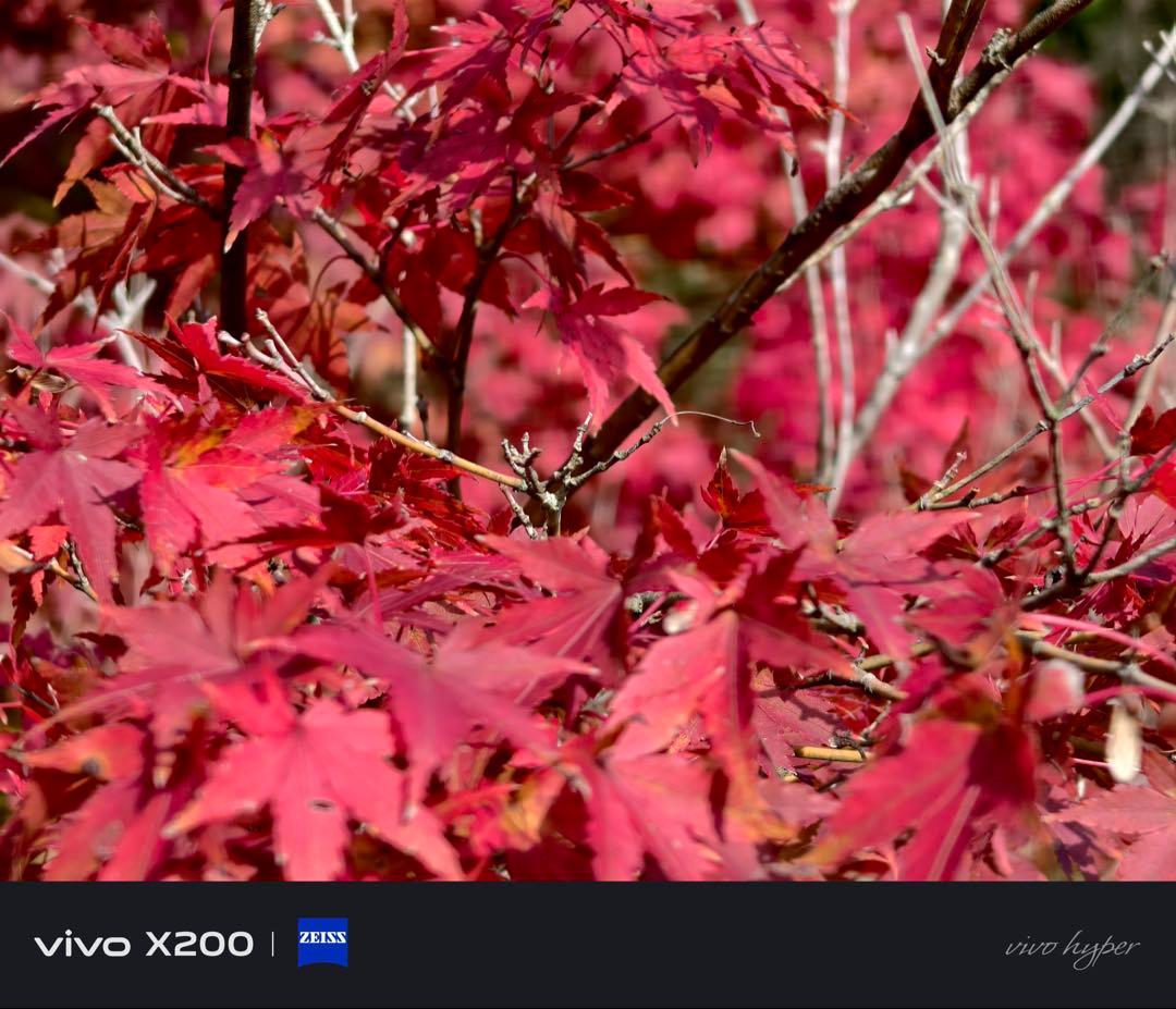 スマートフォン本体 vivo x200