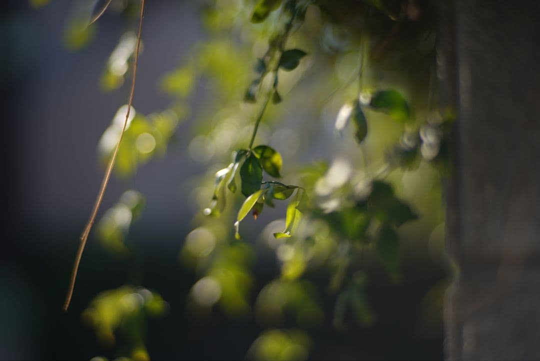 071_Carl Zeiss Planar 85/1.4 Y/Cマウント