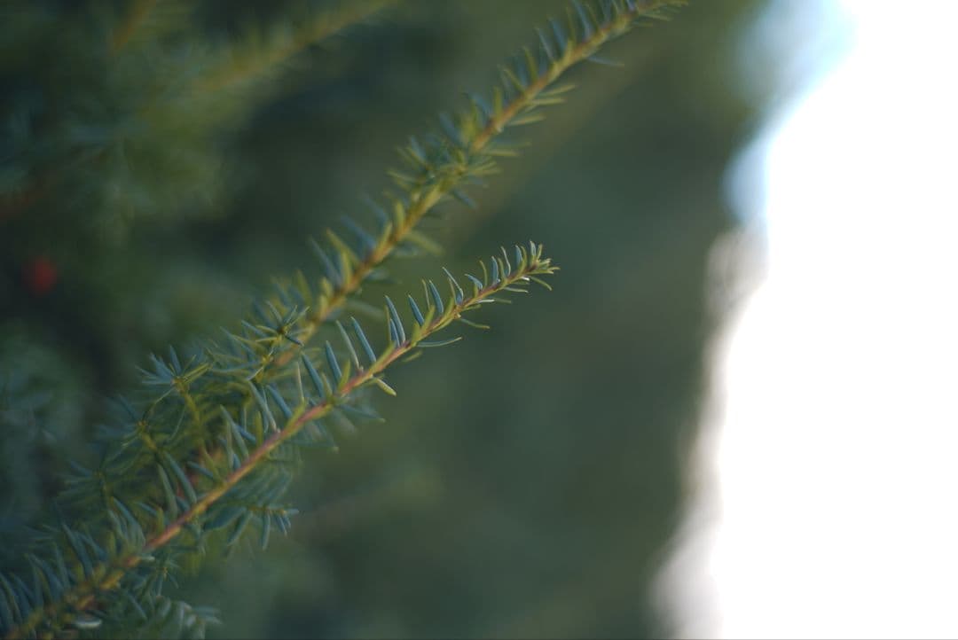 071_Carl Zeiss Planar 85/1.4 Y/Cマウント