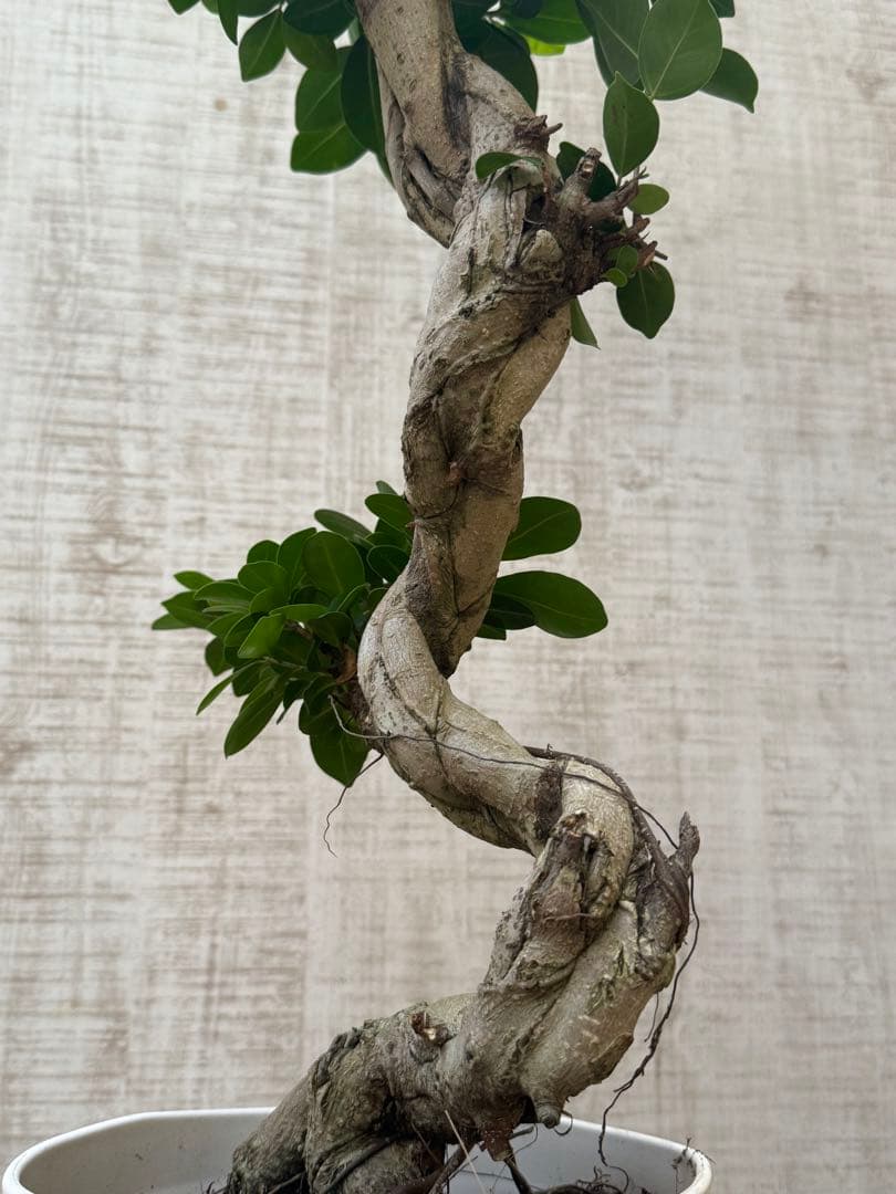 ☆ ガジュマル♪ 沖縄産原木◦太幹ねじり 80cm ⑦号♪