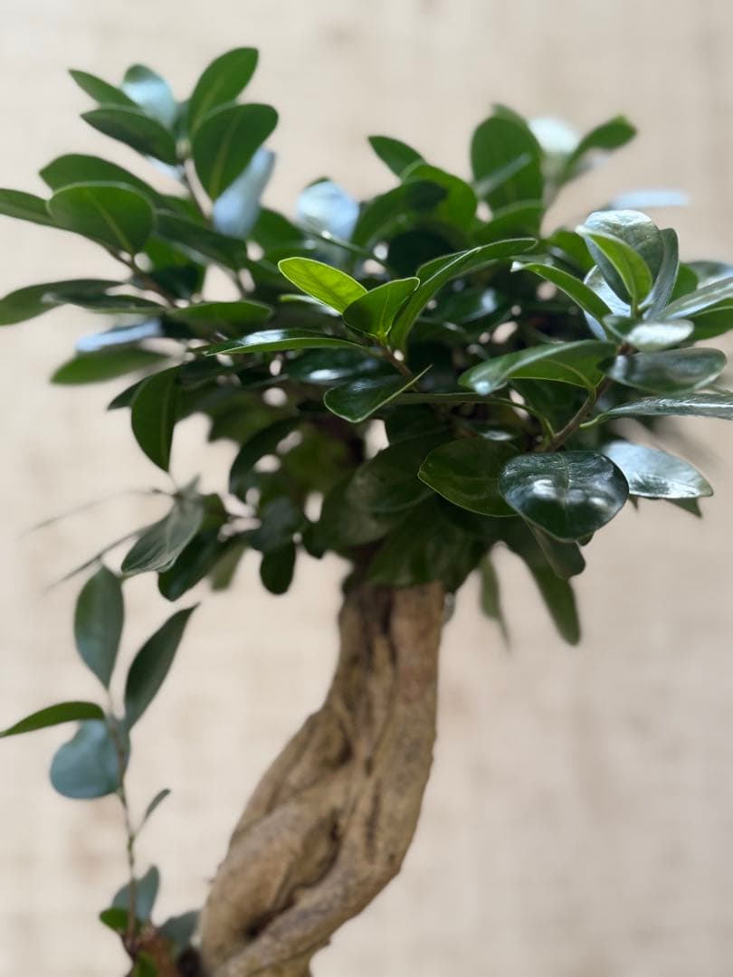 ☆ ガジュマル♪ 沖縄産原木◦太幹ねじり 80cm ⑦号♪