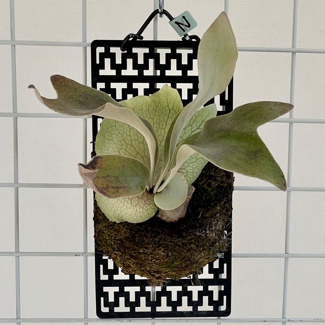 OC株 veitchii cv.pedro Tatsuta ビカクシダ31ペドロ