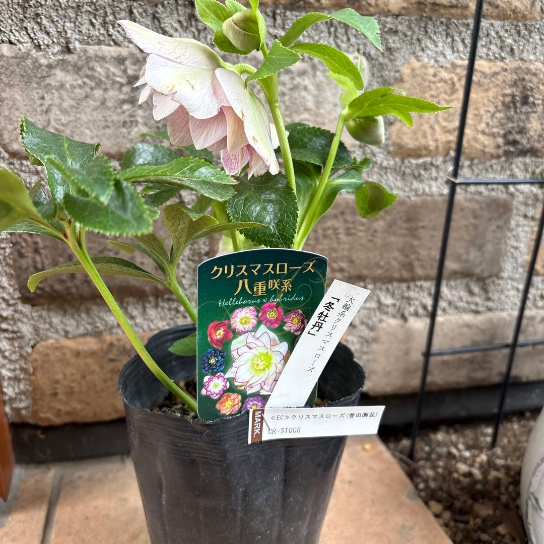 クリスマスローズ・冬牡丹