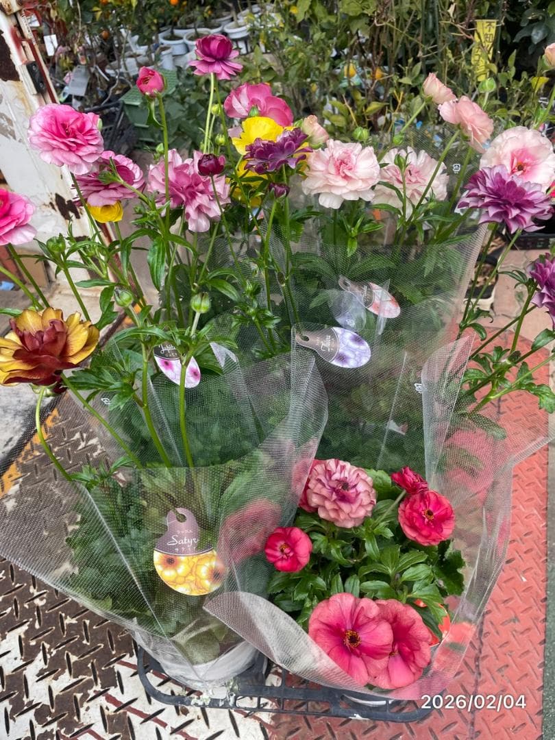 2/4　入荷商品　　　ラナンキュラス　ラックス　6種類　5号　化粧鉢