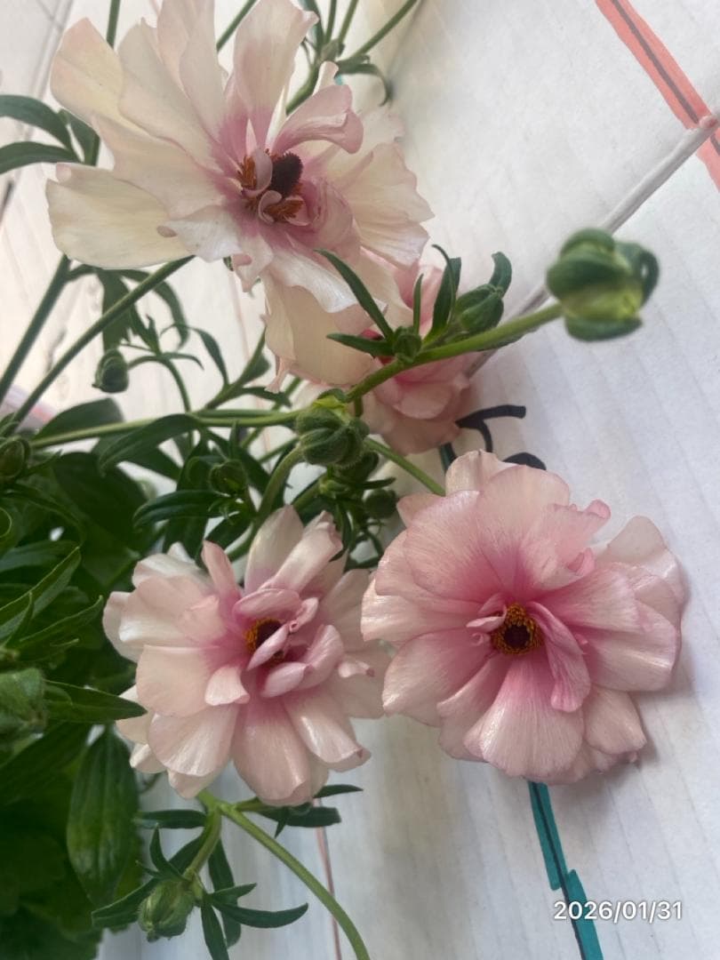 2/4　入荷商品　　　ラナンキュラス　ラックス　6種類　5号　化粧鉢