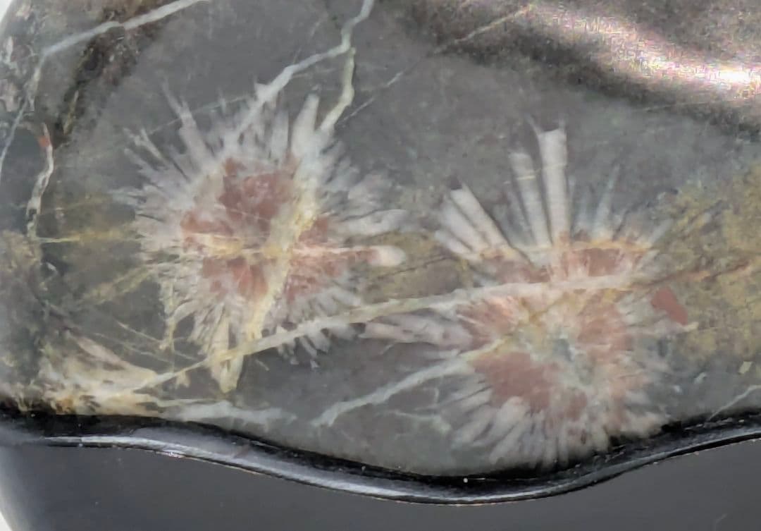 h*o様 菊花石　糸菊の紅白花　孔雀系母岩　山形　根尾 鑑賞石 水石 自然石　木