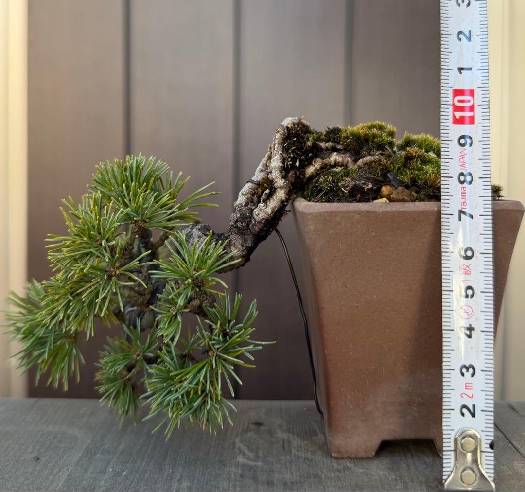 五葉松　盆栽