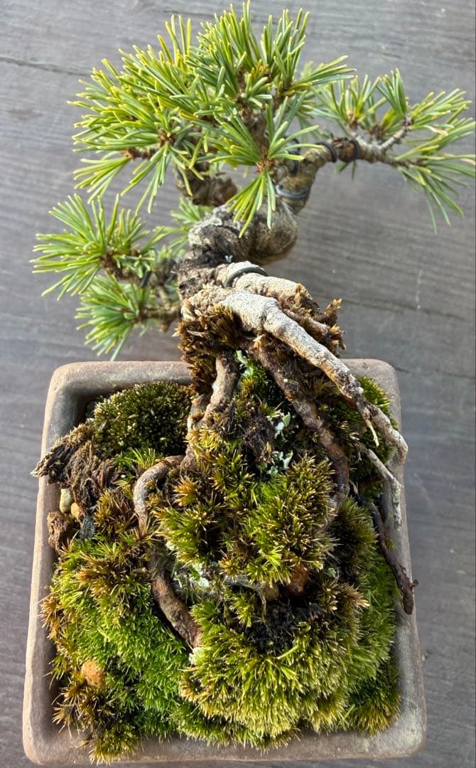 五葉松　盆栽