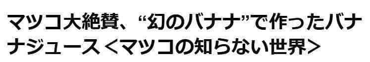 収穫用。251㎝巨大★ドワーフマッサン・バナナ苗◆高糖度。耐寒性が強く初心者向け
