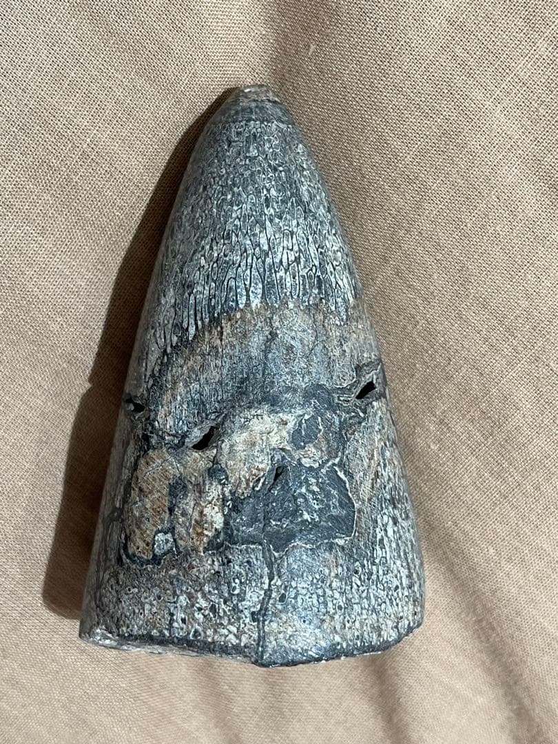 博物館級 最恐 古代クジラ リヴィアタンメルビレイ 歯 化石 鉱物標本