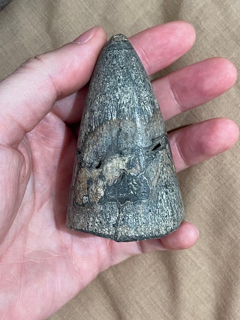 博物館級 最恐 古代クジラ リヴィアタンメルビレイ 歯 化石 鉱物標本