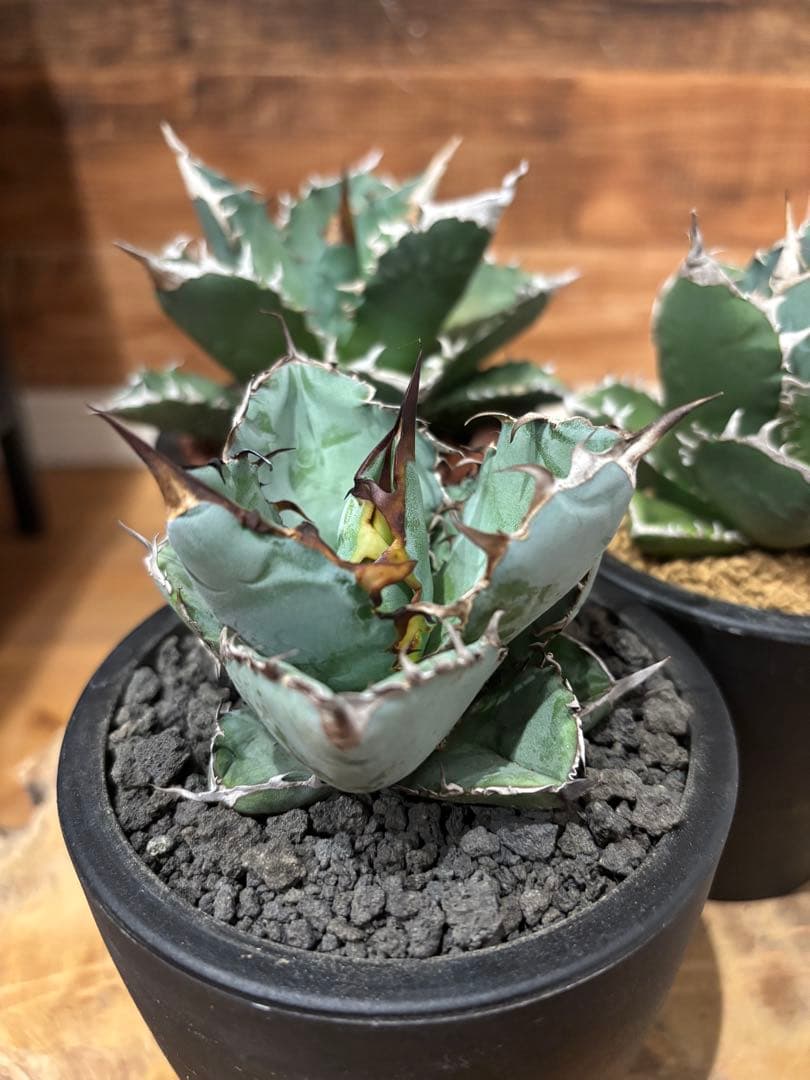 アガベ 白火焔 SAD 南アフリカダイアモンド BB ３点セット