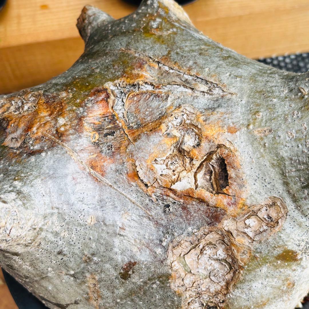 短期間限定超特価！ 特大 パキポディウム グラキリス カタチ製作所 現地株