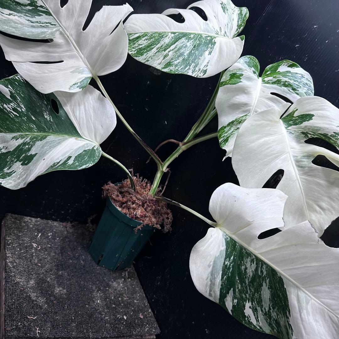 わ*か様 斑入りモンステラ ホワイトタイガー極美大株53cm白斑多