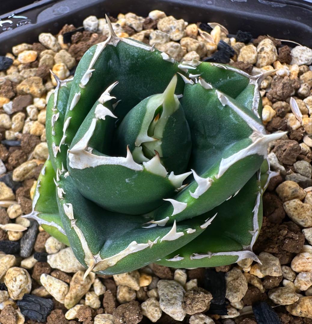 亀*ん様 アガベ　達磨　dennis000 発根済み子株