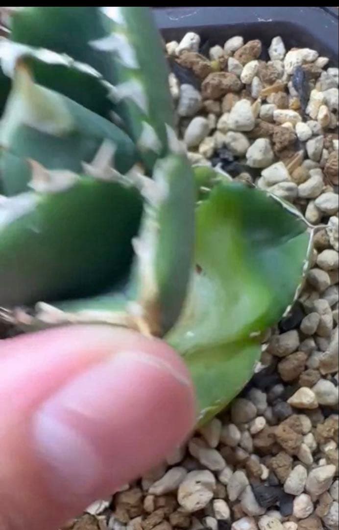 亀*ん様 アガベ　達磨　dennis000 発根済み子株