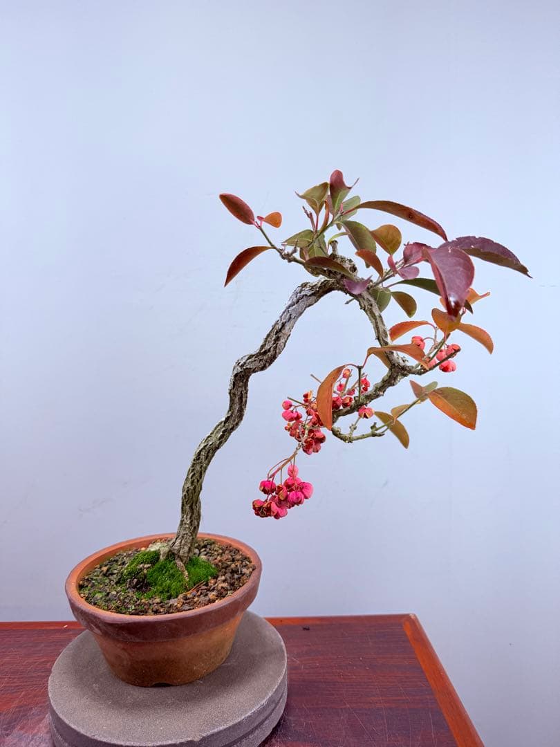 【ガチ盆栽】真弓　マユミ　文人幹