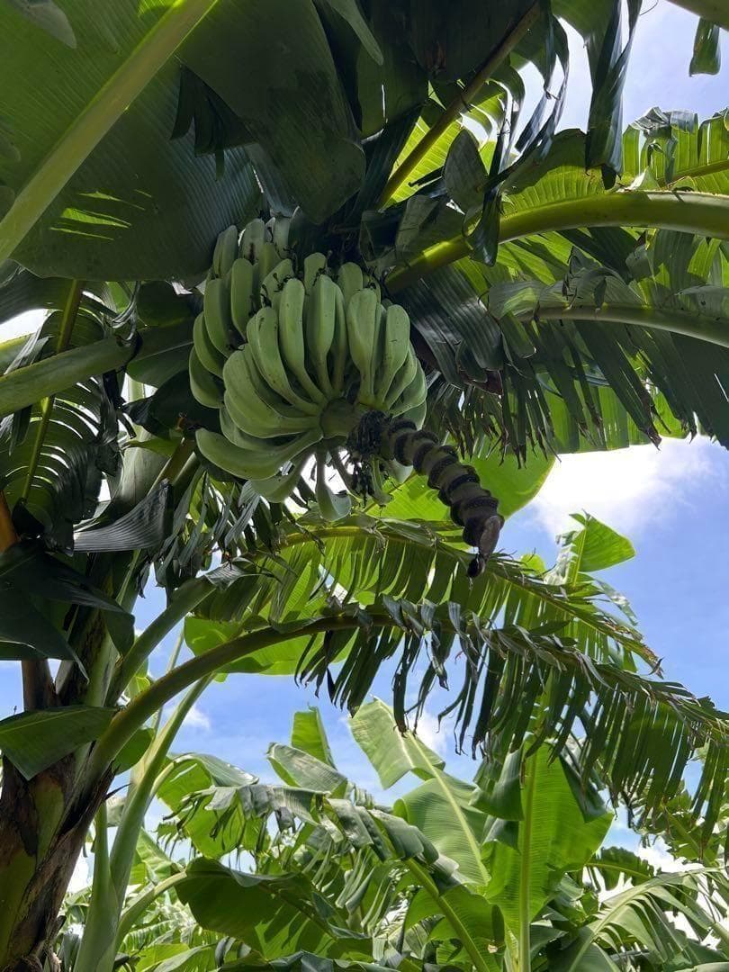 最終1苗◆220㎝★グリーンアイスクリーム・バナナ苗★至福の甘さ。耐寒性強い低木