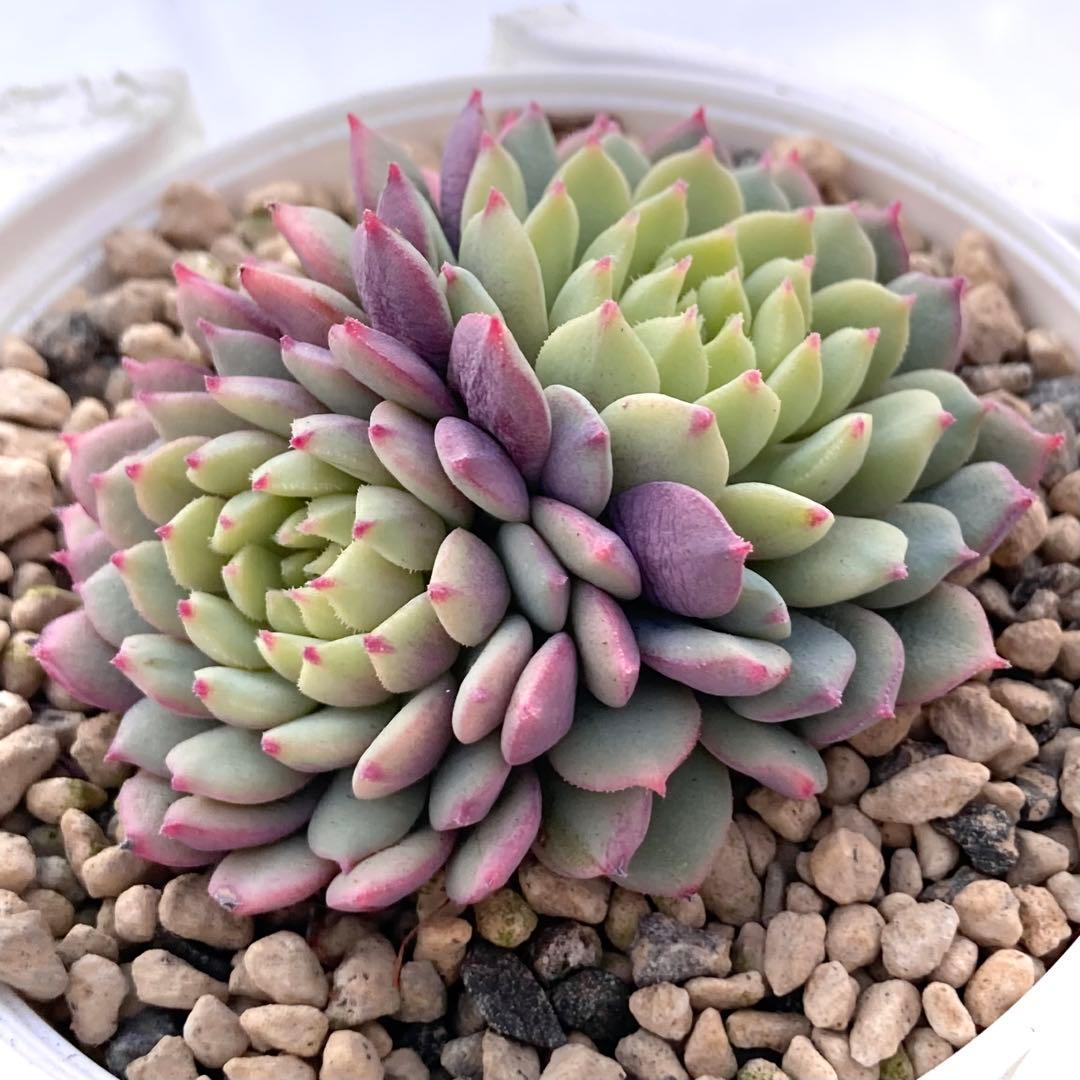 花*ん様 【鉢付き】ミックスベリア ちょこん8苗セット売りまとめ売りおらいさん自