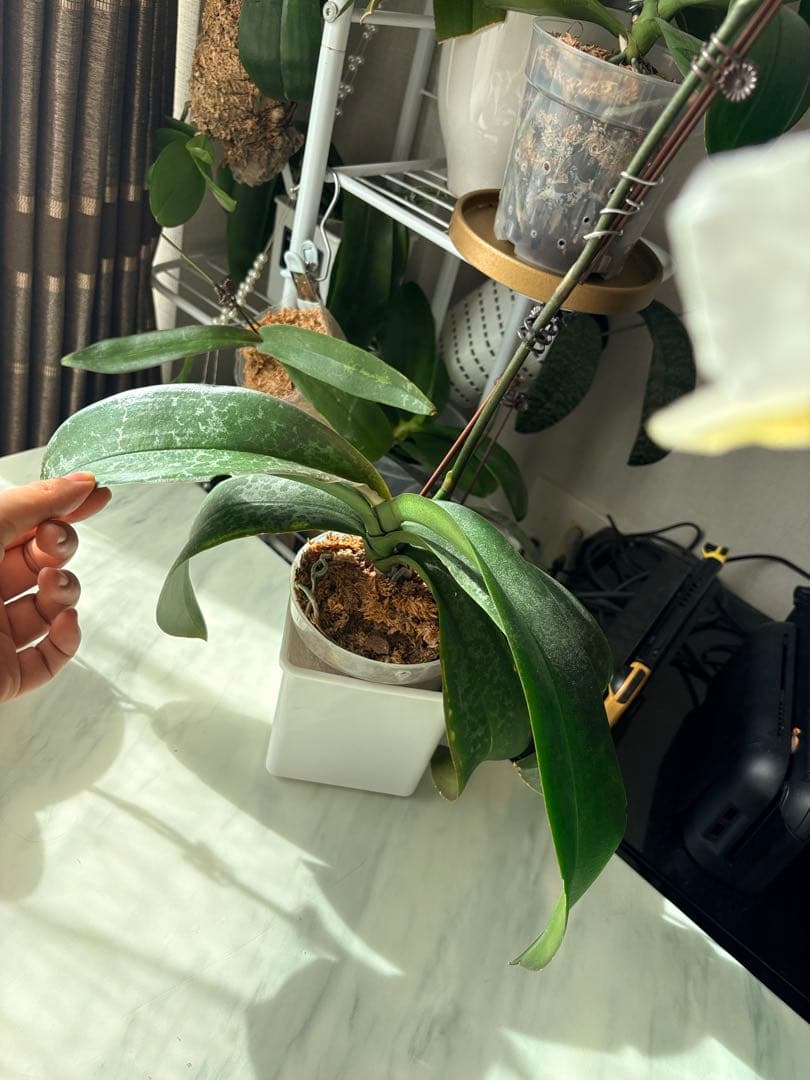 超レア★【強香大株】希少交配種★シレリアナｘスチュアートアナ 洋ラン　洋蘭