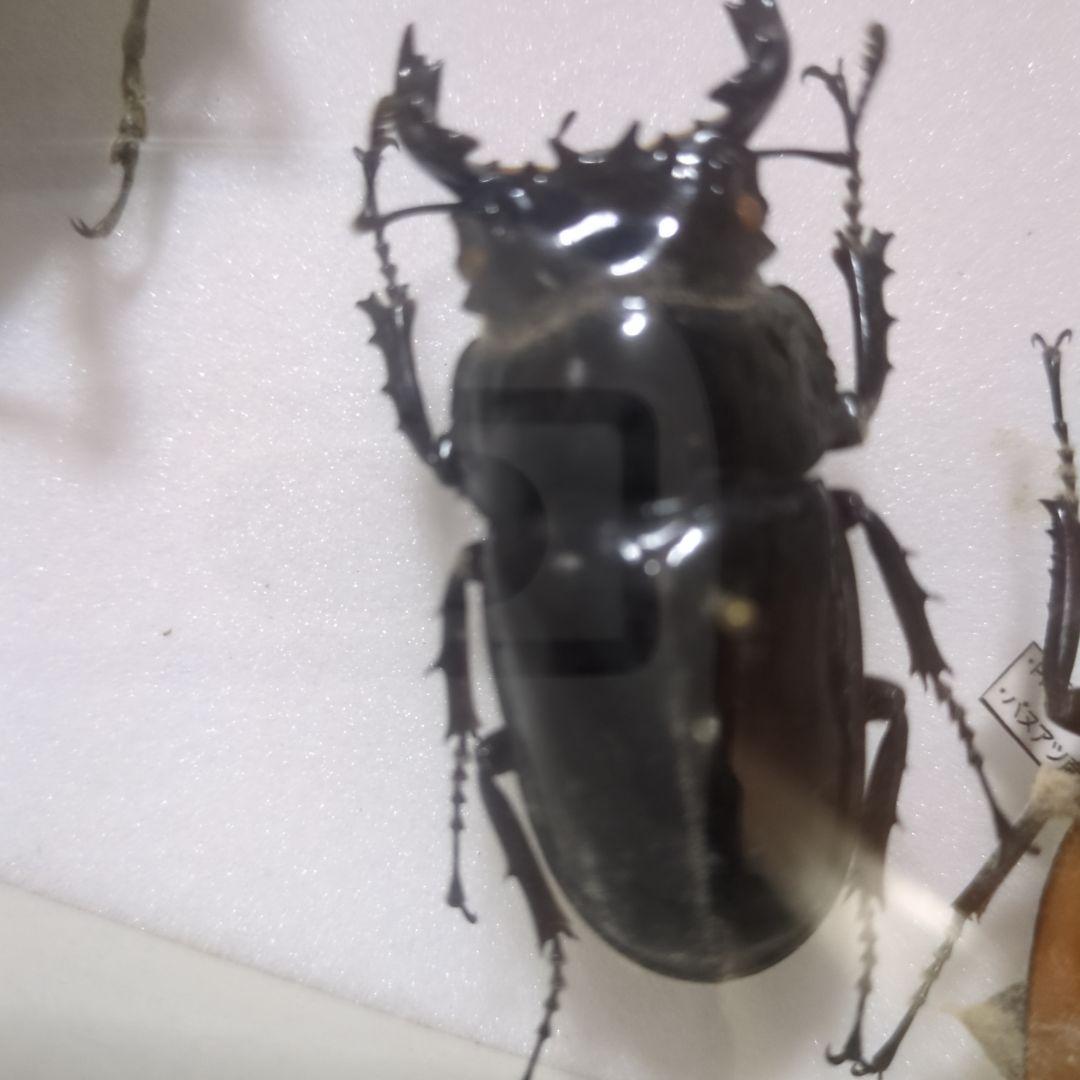 お値下げ！昆虫標本