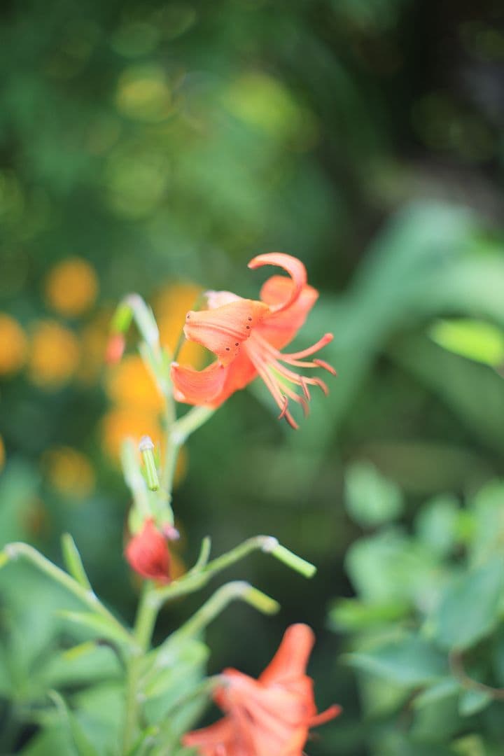 YASHICA AUTO YASHINON-DX 50mm F1.7 光学美品