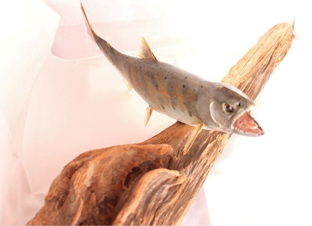 渓流魚剥製　山女魚の流木台座付き