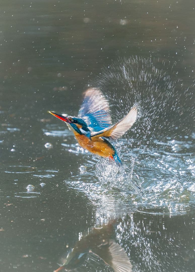 デジタルカメラ SONY A9