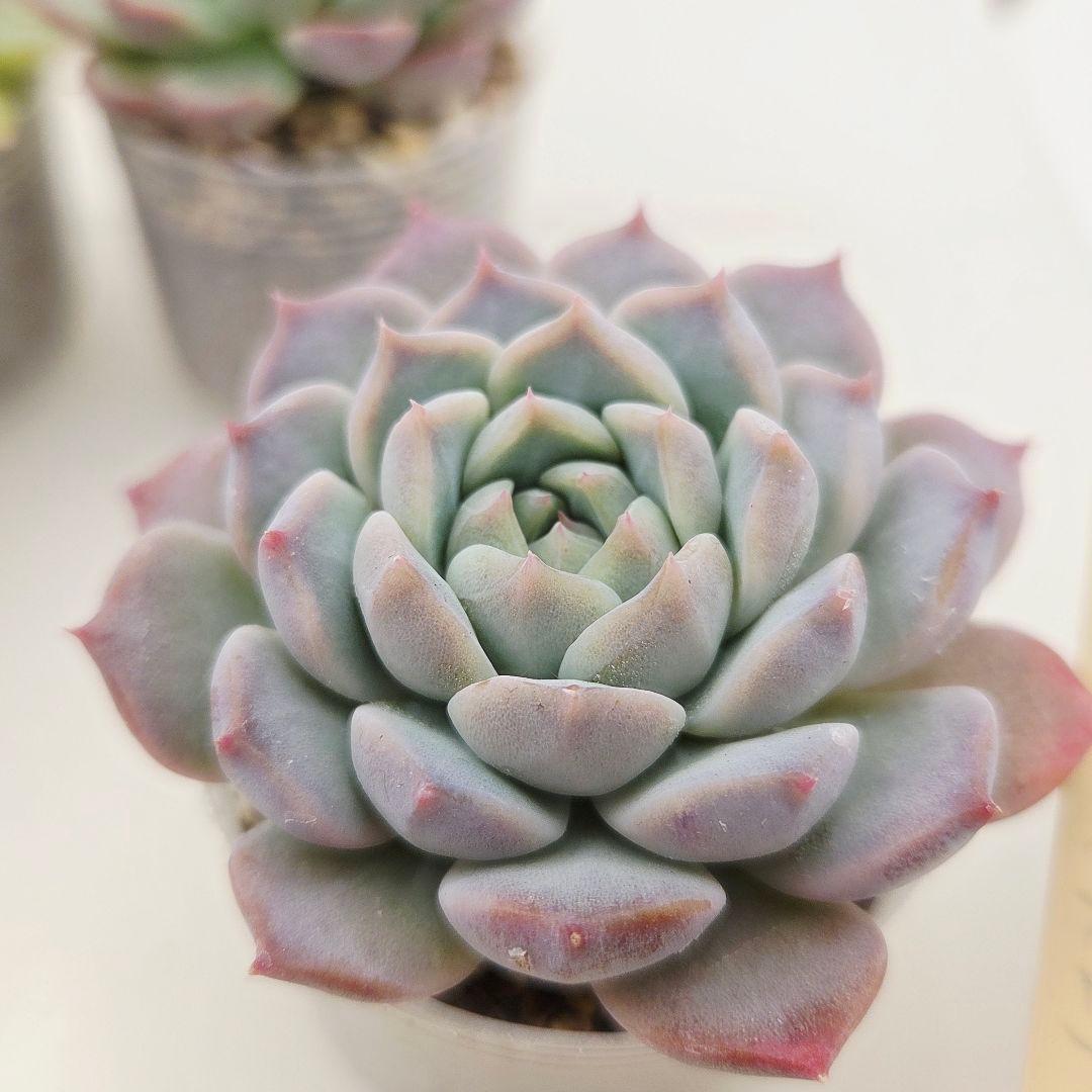 ⑥大きめ ももホイップ❣️中里リンゼアナ交配❣️発根済6苗メルカリ便込