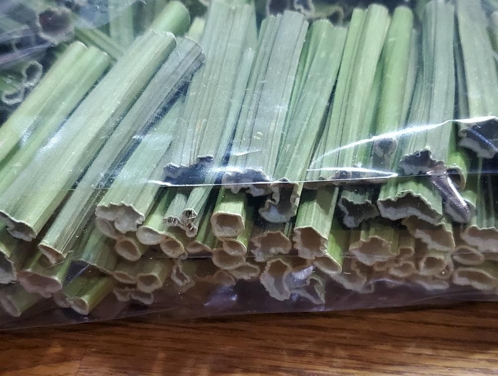 700g×２専用出品　(国産・高品質)乾燥パパイヤの茎