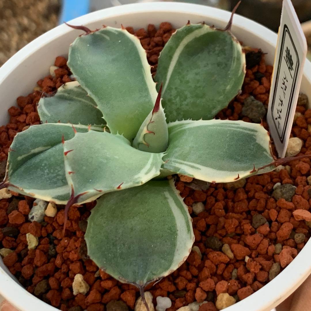 アガベ オリザバ OC株