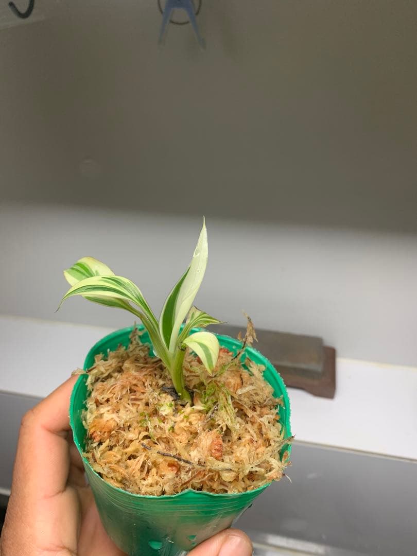 3X MUSA Nono / ムサノノ　バナナ