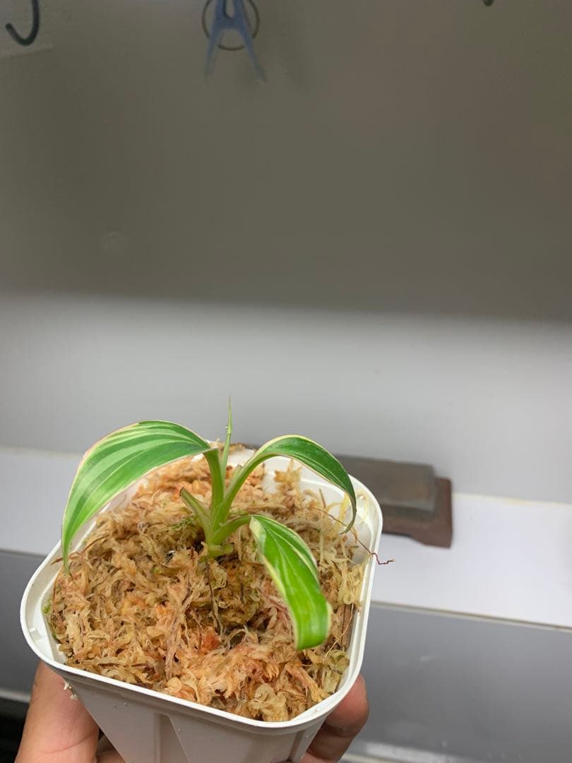 3X MUSA Nono / ムサノノ　バナナ