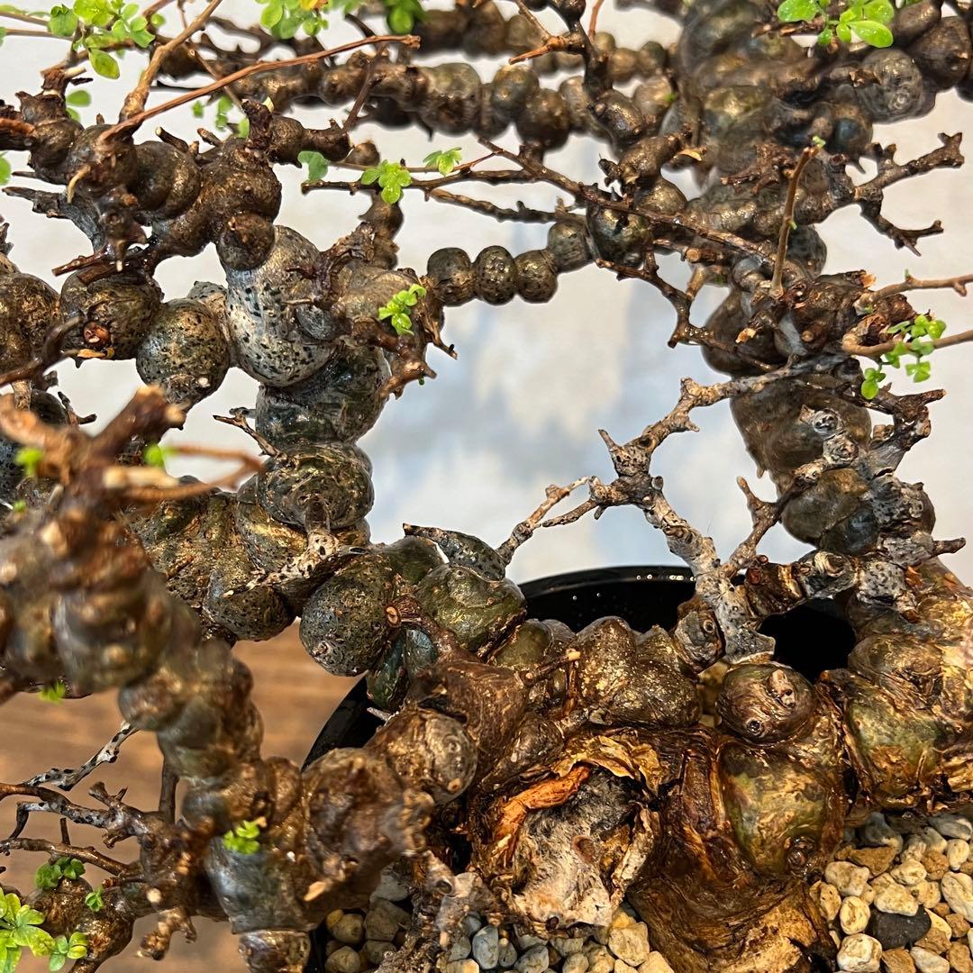 【希少株】コミフォラ エイル 現地球 発根済 塊根植物 サボテン コーデックス