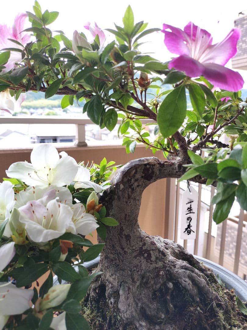 サツキ