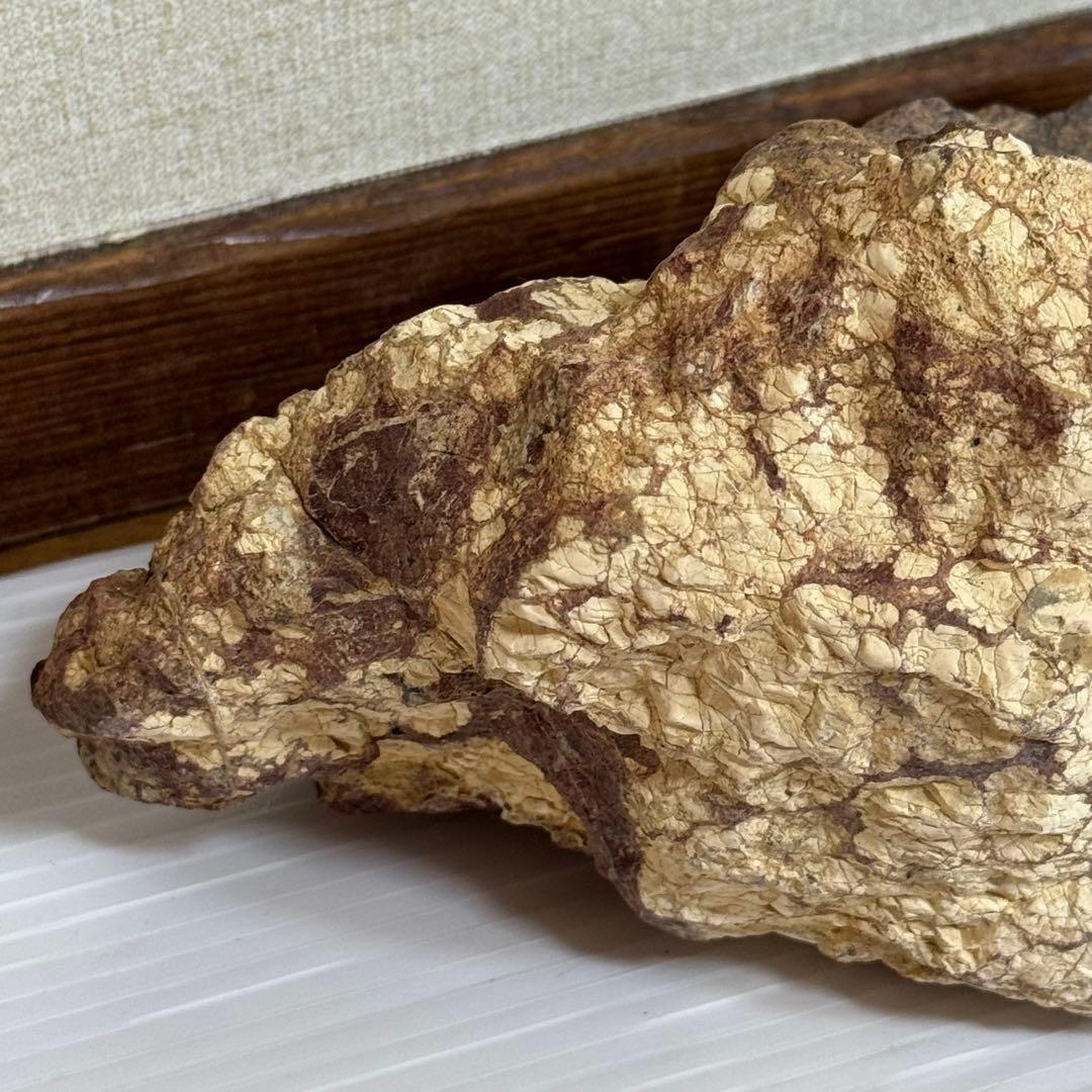 鑑賞石　化石入り？