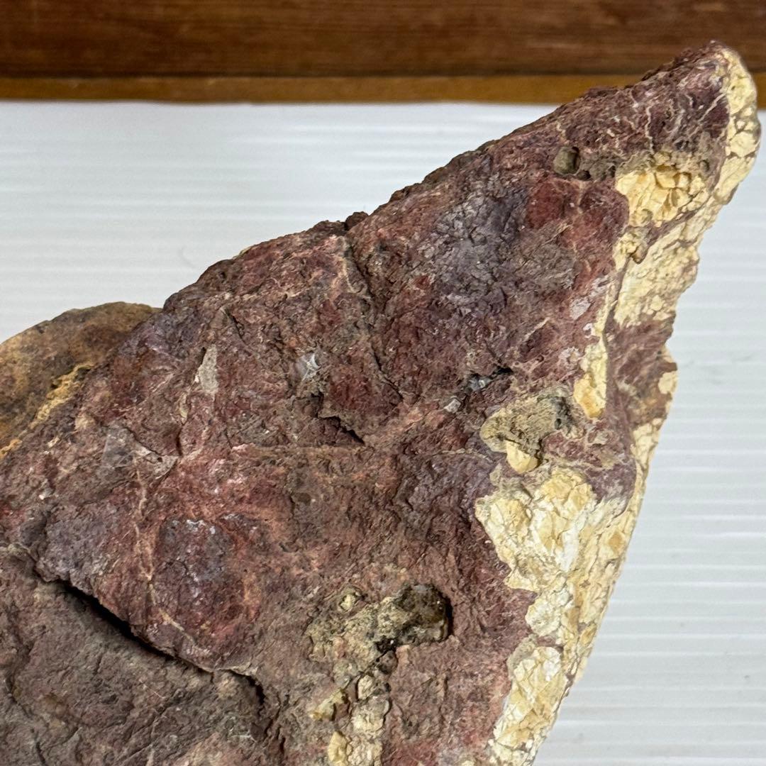 鑑賞石　化石入り？