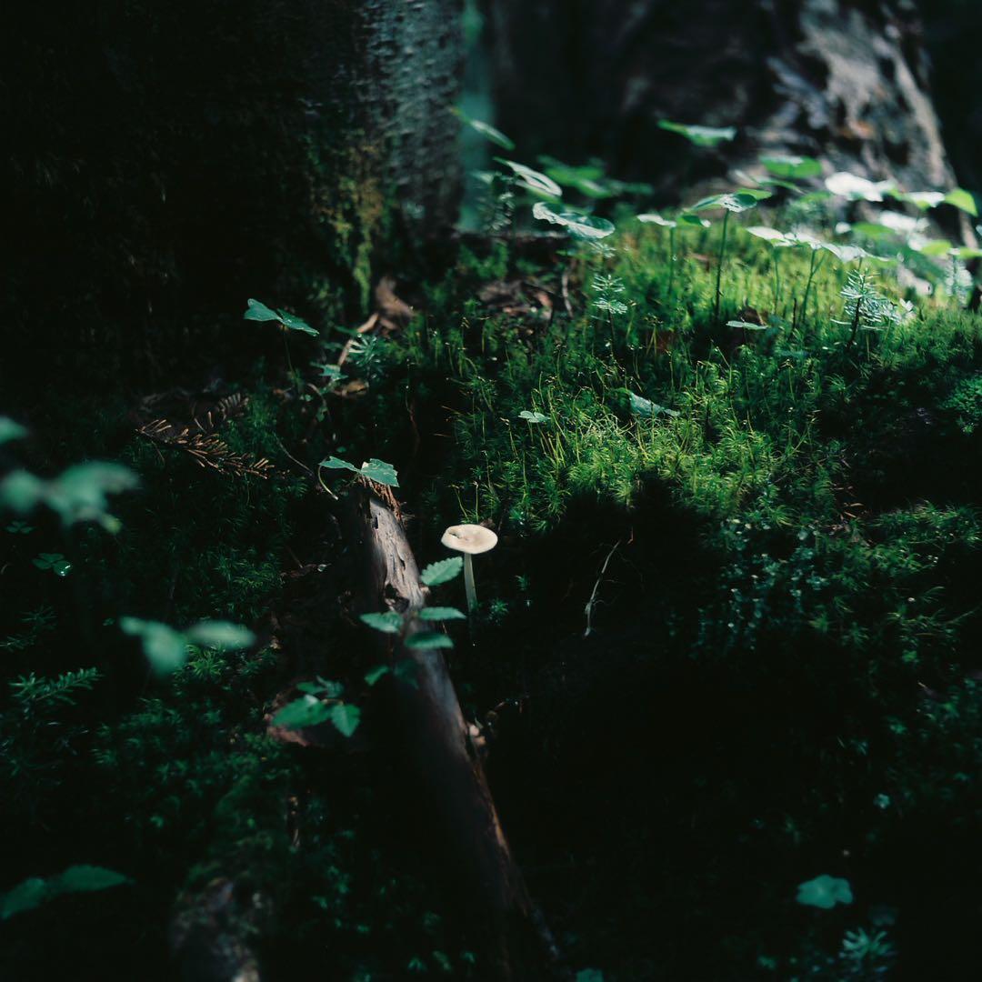 完動品◎Minolta AUTOCORD ミノルタ 二眼レフ フィルムカメラ