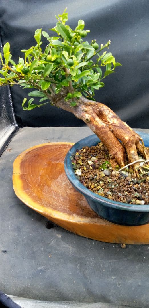 ゆり小品盆栽キンズ