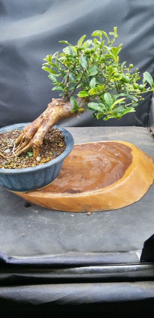 ゆり小品盆栽キンズ