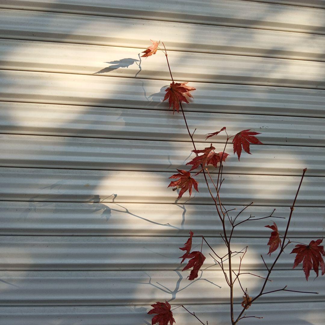 コハウチワカエデ　山採り