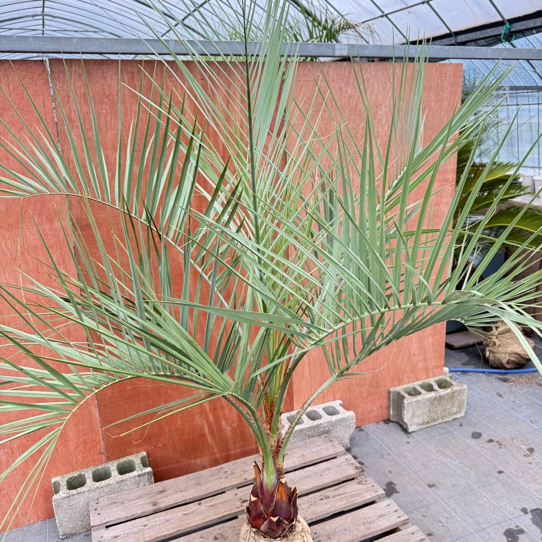 か*ー様 ココスヤシシルバーリーフ【極太】葉先190cm幹回り50cm 幹高30