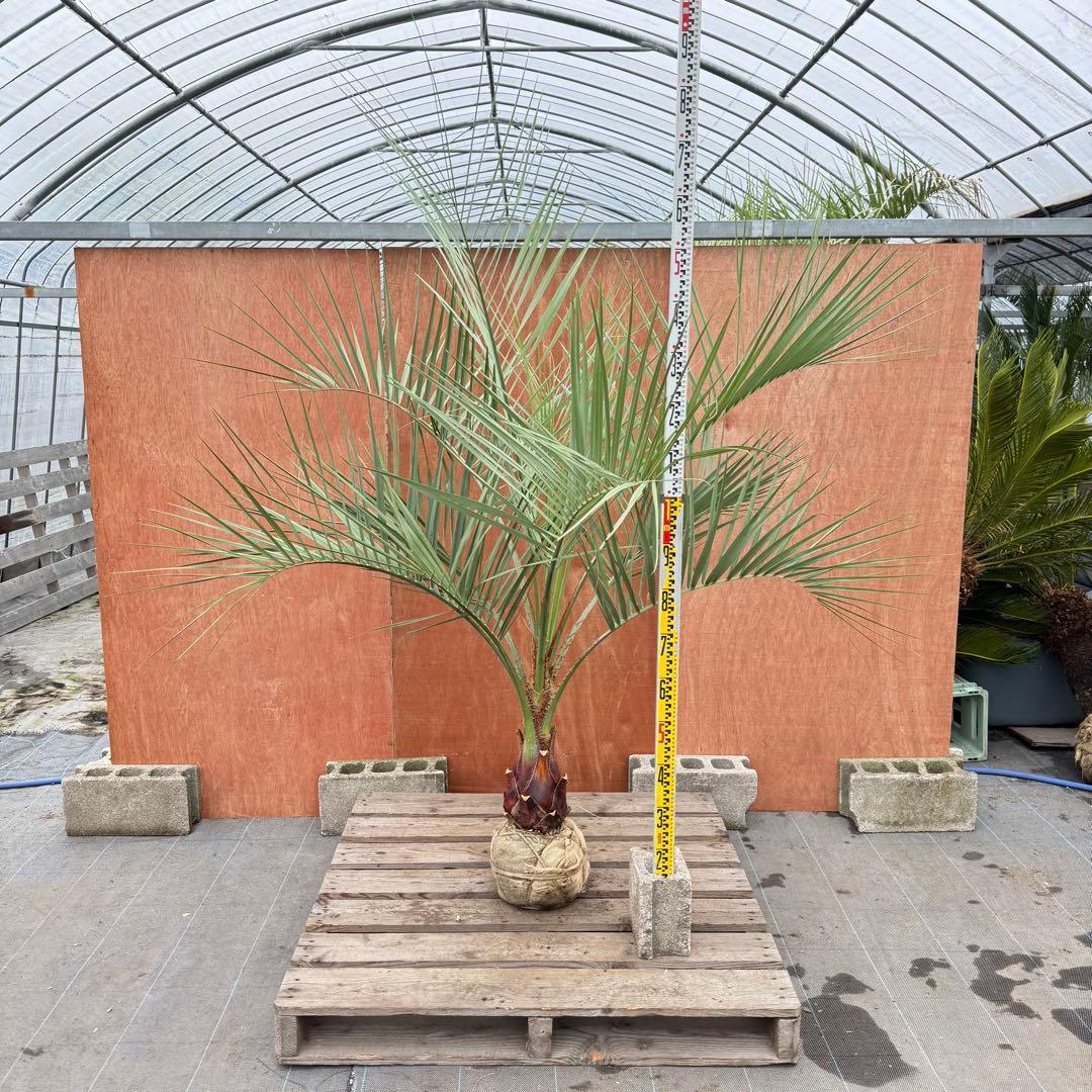 か*ー様 ココスヤシシルバーリーフ【極太】葉先190cm幹回り50cm 幹高30