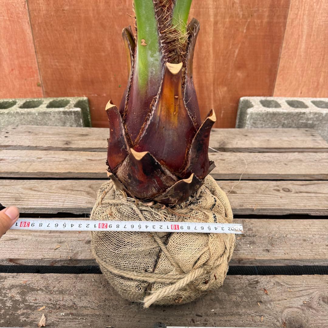 か*ー様 ココスヤシシルバーリーフ【極太】葉先190cm幹回り50cm 幹高30